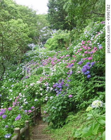 Hydrangeas at Shimoda Park in Izu (Shimoda City, Shizuoka Prefecture) Hydrangeas at Shimoda Park in Izu (Shimoda City, Shizuoka Prefecture) 4996782