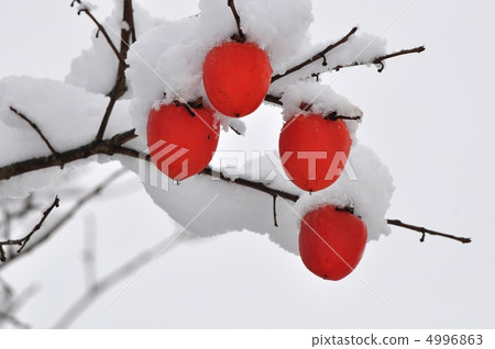 Persimmon nuts covered with snow 4996863