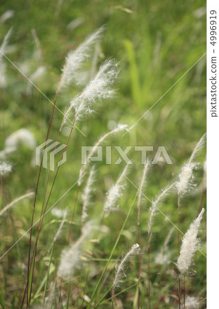 Chigaya Chigaya 4996919