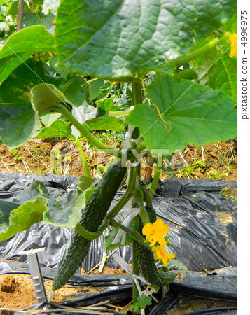 Cucumber flowers and young fruits Cucumber flowers and young fruits 4996975
