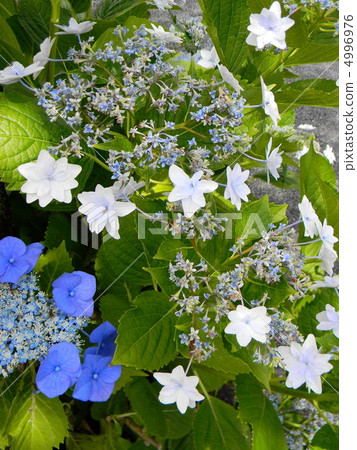 Gaku hydrangea Gaku hydrangea 4996976