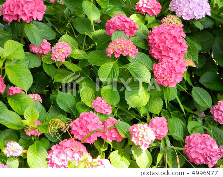 Red Hydrangea Red Hydrangea 4996977