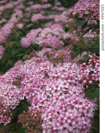 Shimotsuke's flower 4997085