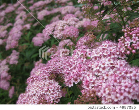 Shimotsuke's flower 4997086