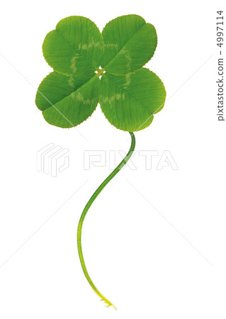 four Leaf Clover  4997114