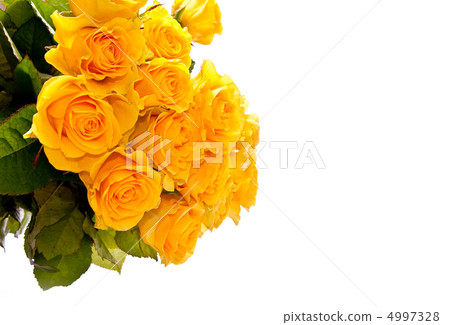 Roses 4997328
