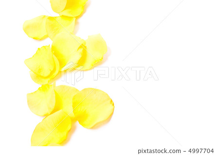 Yellow petals 4997704