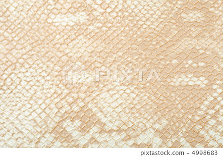 Snake skin Snake skin 4998683