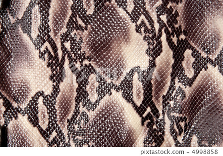 Snakeskin 4998858