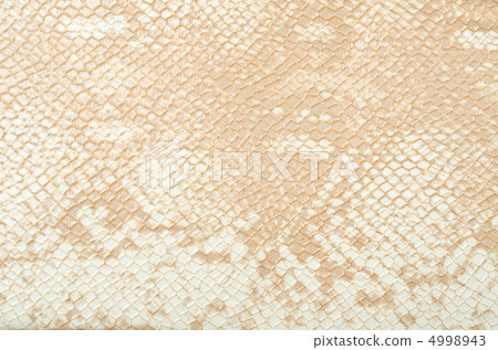 Snake skin 4998943