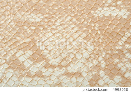 Snake skin Snake skin 4998958