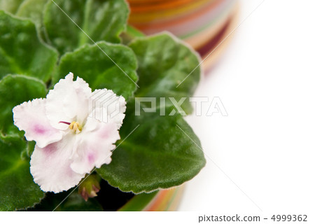 Violets Violets 4999362