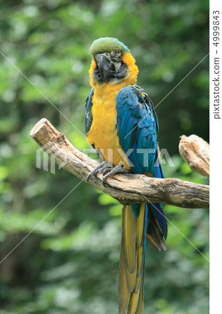 parrot parrot 4999843