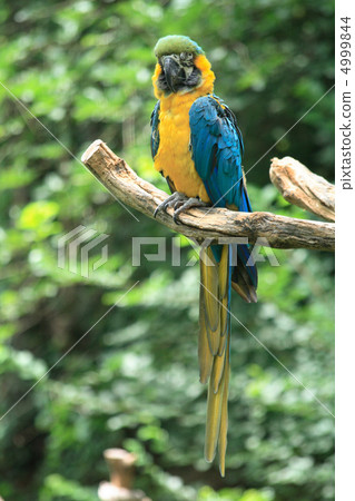 nice parrot nice parrot 4999844