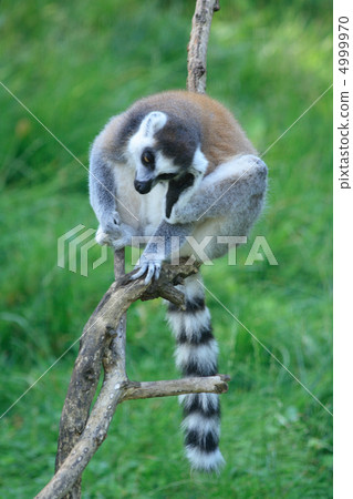 lemur monkey 4999970