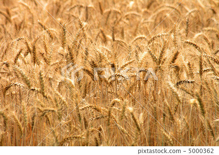 golden corn 5000362