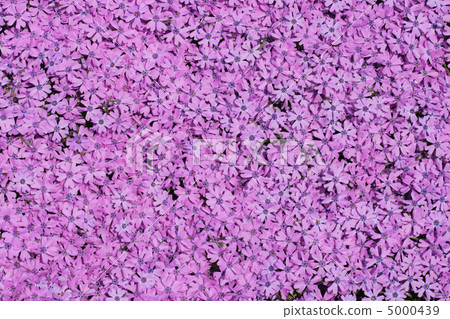 violet flowers violet flowers 5000439