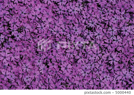 violet flower background 5000440