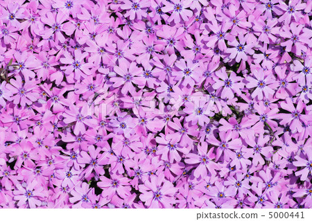 violet flowers violet flowers 5000441