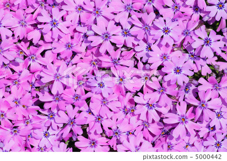 violet flowers violet flowers 5000442