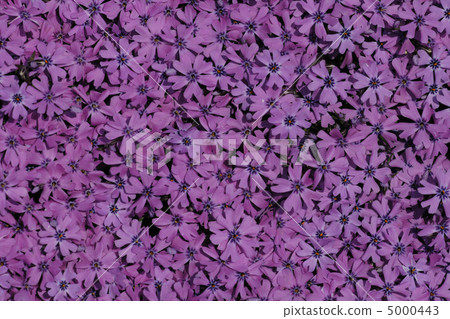 violet flower background 5000443