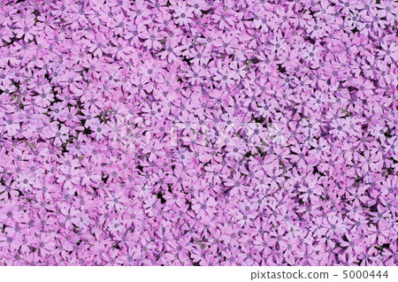 violet flowers violet flowers 5000444