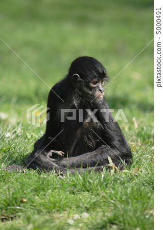 black lemur monkey 5000491