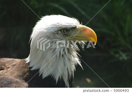 eagle 5000493