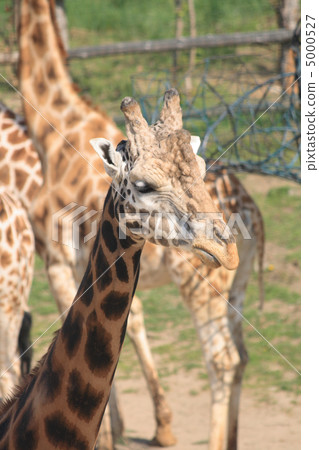 girafe head 5000527