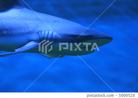 shark shark 5000528