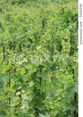 vineyard in czech republic 5000580