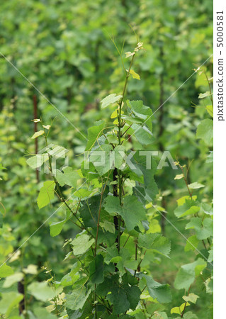 vineyard in czech republic vineyard in czech republic 5000581