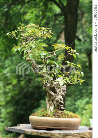 bonsai 5000582