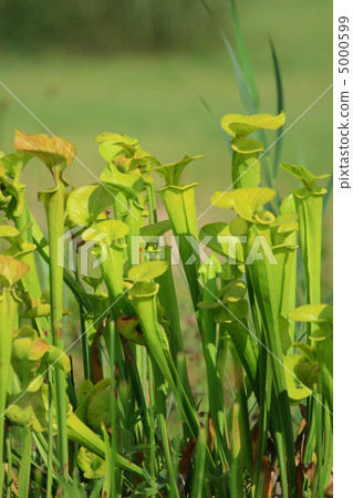 carnivorous plant 5000599