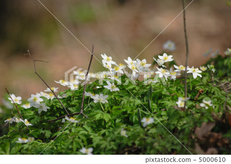 spring flowers 5000610
