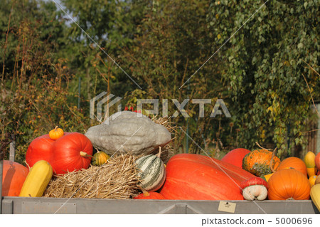 pumpkins background 5000696