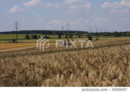 golden corn field 5000697