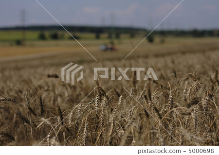 golden corn field 5000698