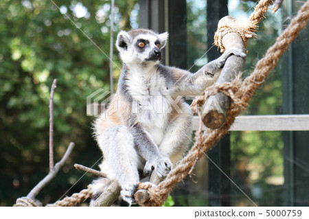 lemur monkey 5000759