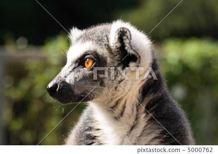 lemur monkey 5000762