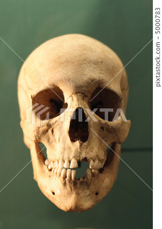 human skull human skull 5000783