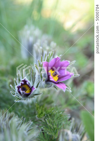 violet flower violet flower 5000784