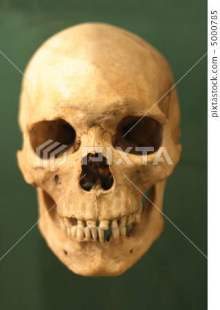human skull human skull 5000785