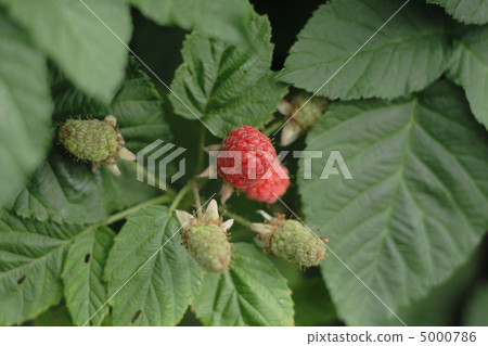 red raspberries red raspberries 5000786