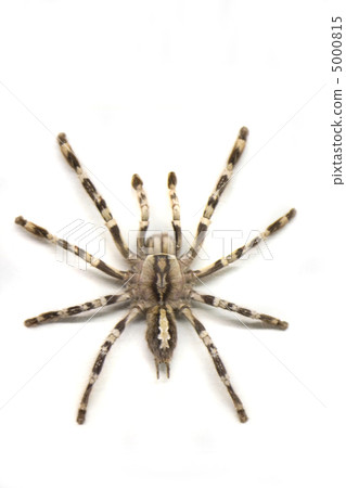 spider spider 5000815