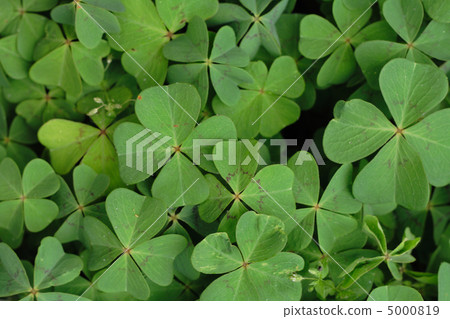 leaves background leaves background 5000819