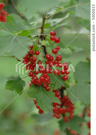 red currant 5000833