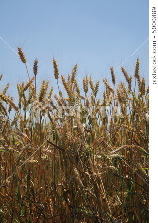 corn field corn field 5000889