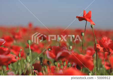 red poppy flower field red poppy flower field 5000912
