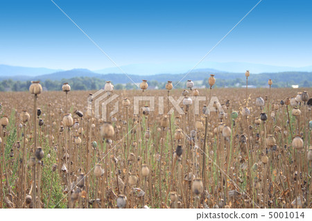 poppy field 5001014
